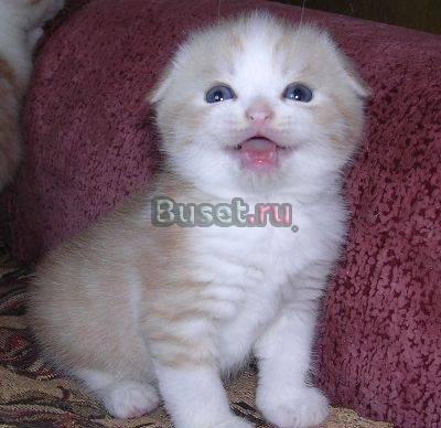 Кошечка вислоухая коасная с белым Москва