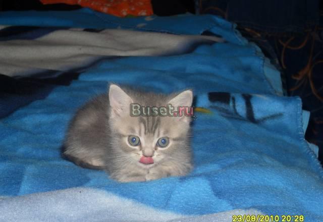 Шотландские котятки Москва