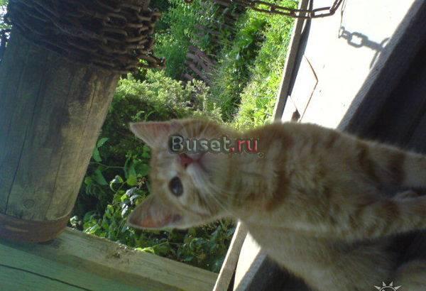 Отдам бесплатно котенка Медынь