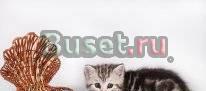 Продажа котят Москва