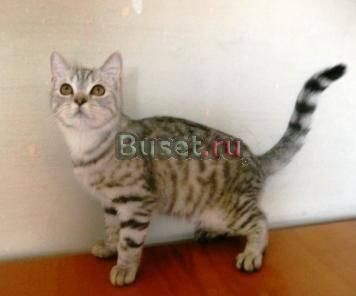Шотландские котята страйт Челябинск