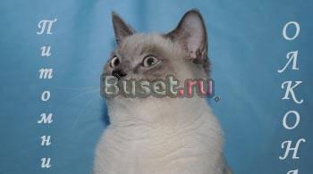 Шикарные британские котята Москва