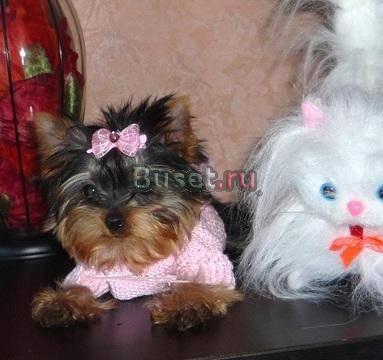 Продаже клубные щенки йоркширских терьеров Новые Ляды