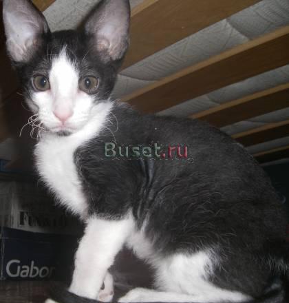 Котята породы Корниш-Рекс Москва