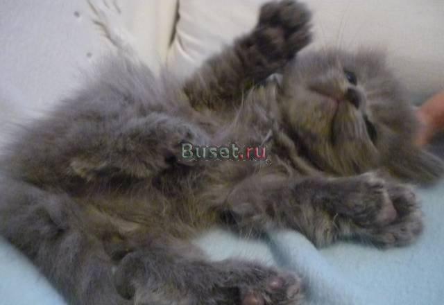 Кошечки от шотландки Москва