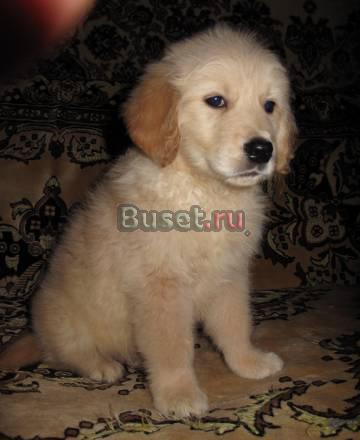 Голден щенки Москва