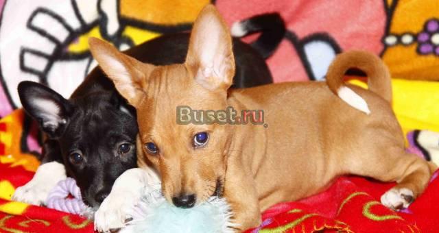Басенджи-африканская нелающая собака Санкт-Петербург