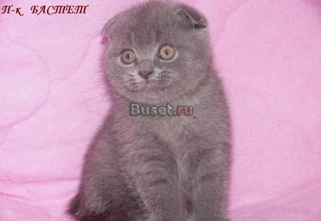Вислоухая шотландская кошечка Королев