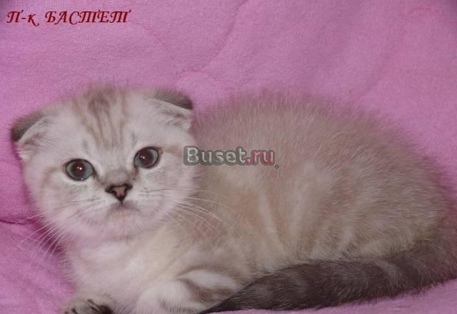 Вислоухий шотландский котик, окрас линкс-пойнт Королев
