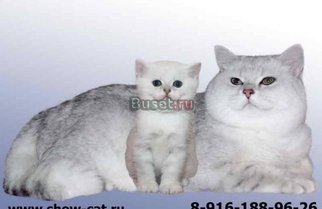 Британские котята шоу - класса от Чемпионов мира Москва