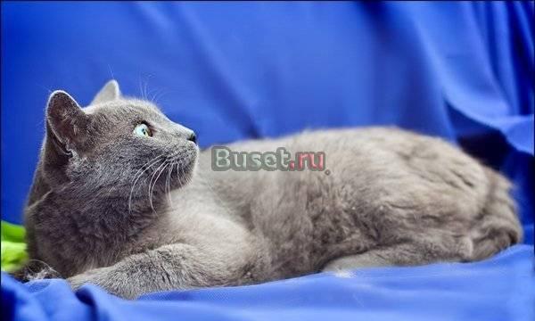 Кокос, метис русского голубого в добрые руки Москва