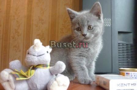 Британская голубая кошечка  клубная Москва