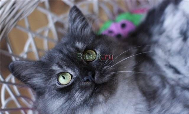 Шикарного окраса персидский кот-классик в дар Москва