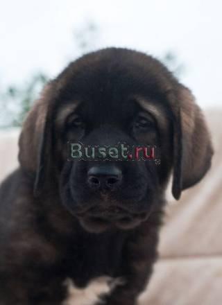 Щенки испанского мастифа.шоу и для души Москва