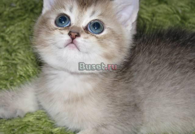 Шотландские котята Москва