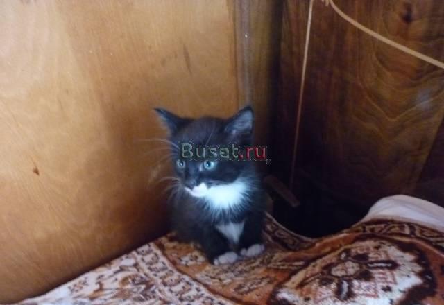 Прекрасные котята в хорошие руки Москва