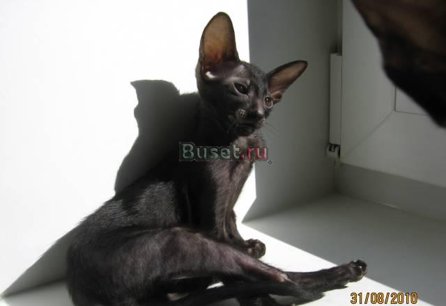 Кошечки и котики ориентальные Москва