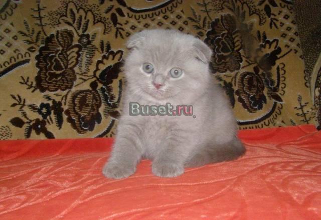 Шотландская вислоухая лилового окраса Москва