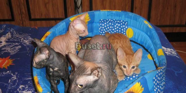 Три котенка в хорошие руки Тюмень