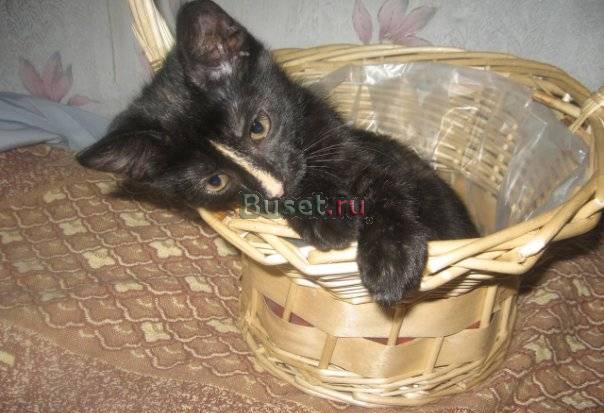 Котенок Бася очень хочет домой Санкт-Петербург