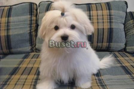 Продажа щенков Мальтийских болонок "Maltese" Москва