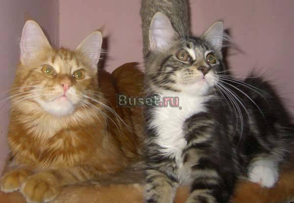 Котята кунята Екатеринбург