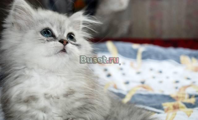 Продаю персидских котят классического типа Москва