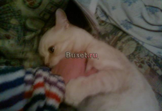 Скоттиш страйт ждет кошечек на вязку Челябинск
