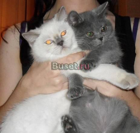 Британские котята Новосибирск
