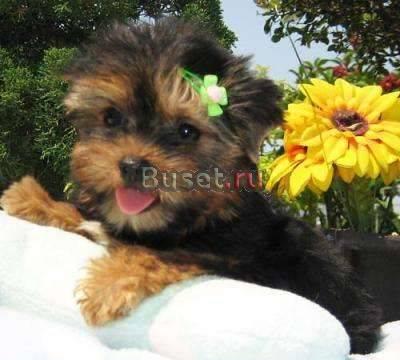 Baby Йорки щенки для принятия Москва