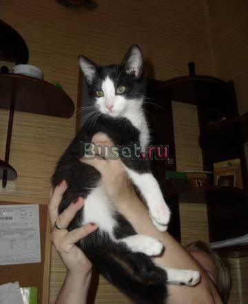 Отдам котенка 3 месяца девочку Москва