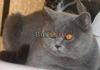 Отдам британскую плюшевую кошку Москва