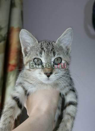 Котенок в добрые руки Москва