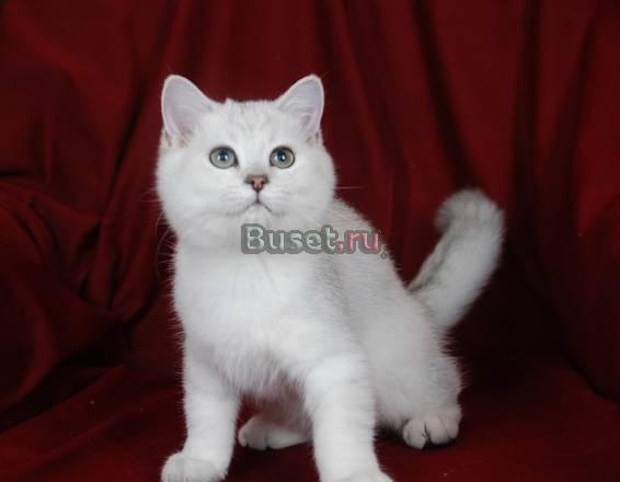 Британский котенок серебристый затушеванный Москва
