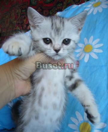 Британские котята Москва