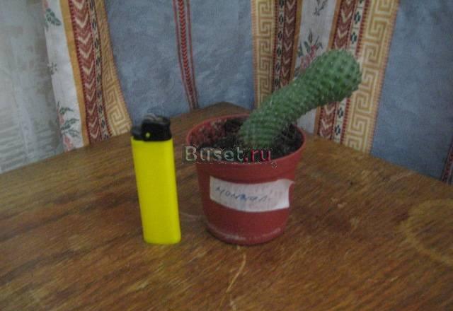 Мамиллярия (высота 13 см) Москва