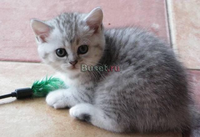 Продаю котят. Недорого Москва