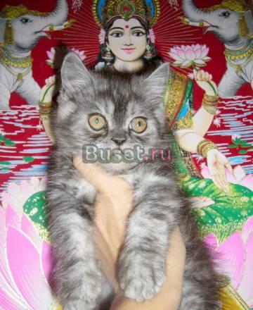 Британские котята Москва