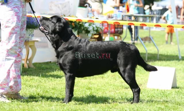 Красивейший кобель  чемпион ждет невест Москва