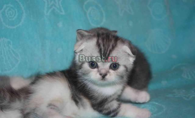 Клубные котята г.Ивантеевка Москва