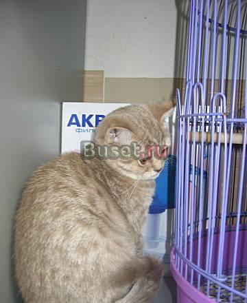 Британские котята Москва