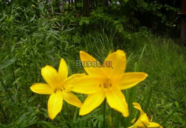 Куплю сандалики Санкт-Петербург