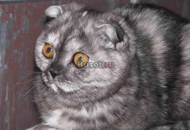Британские котята Волгоград