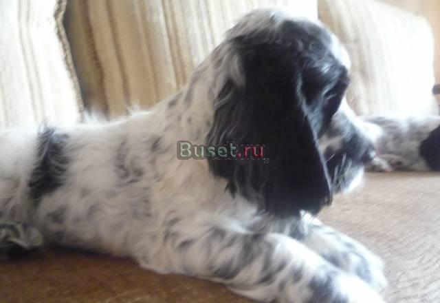 Английский кокер спаниель Нижний Новгород