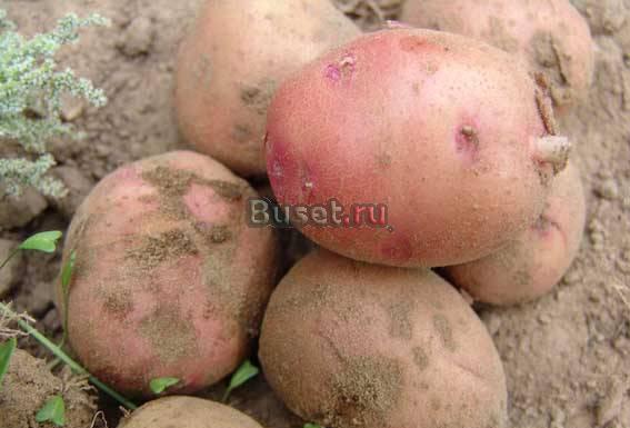 Картофель продам картофель Москва