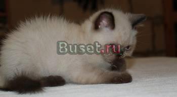 Плюшевые экзотики с голубыми глазами Москва