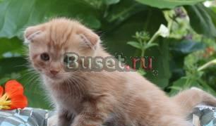 Шотландские вислоухие котята Москва