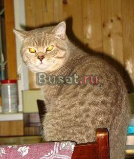Британский кот Москва