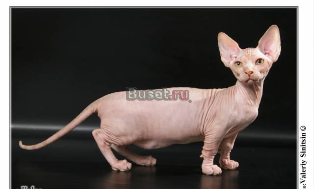 котята породы бамбино Москва