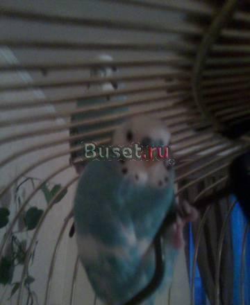 Отдам пару волнистых попугаев в добрые руки Москва